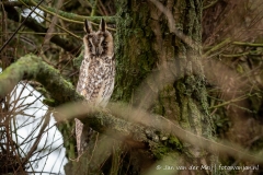 Ransuil (Long-eared owl, Asio Otus)