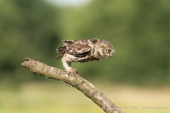 Steenuil (Little Owl, Athene vidalii) - 1. de afzet