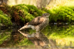 Sperwer (Eurasian Sparrowhawk, Accipiter nisus) - Nederland (Sallandse Heuvelrug)