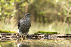 Havik (Northern Goshawk, Accipiter gentilus) - Nederland (Sallandse Heuvelrug)