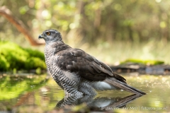Havik (Northern Goshawk, Accipiter gentilus)- Nederland (Sallandse Heuvelrug)
