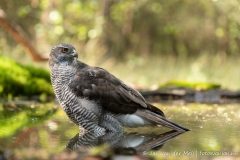 Havik (Northern Goshawk, Accipiter gentilus) - Nederland (Sallandse Heuvelrug)