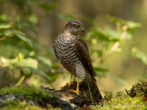 Sperwer (Eurasian Sparrowhawk, Accipiter nisus) - Nederland (Sallandse Heuvelrug)