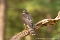 Sperwer (Eurasian Sparrowhawk, Accipiter nisus) - Nederland (Sallandse Heuvelrug)
