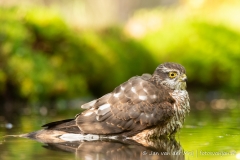 Sperwer (Eurasian Sparrowhawk, Accipiter nisus) - Nederland (Sallandse Heuvelrug)
