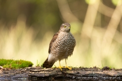 Sperwer (Eurasian Sparrowhawk, Accipiter nisus) - Nederland (Sallandse Heuvelrug)