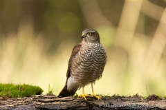 Sperwer (Eurasian Sparrowhawk, Accipiter nisus) - Nederland (Sallandse Heuvelrug)