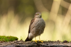 Sperwer (Eurasian Sparrowhawk, Accipiter nisus) - Nederland (Sallandse Heuvelrug)