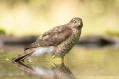 Sperwer (Eurasian Sparrowhawk, Accipiter nisus) - Nederland (Sallandse Heuvelrug)
