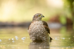 Sperwer (Eurasian Sparrowhawk, Accipiter nisus) - Nederland (Sallandse Heuvelrug)