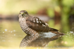 Sperwer (Eurasian Sparrowhawk, Accipiter nisus) - Nederland (Sallandse Heuvelrug)