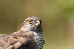 Havik (Northern Goshawk, Accipiter gentilus) - Nederland (Sallandse Heuvelrug)