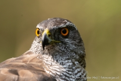 Havik (Northern Goshawk, Accipiter gentilus) - Nederland (Sallandse Heuvelrug)