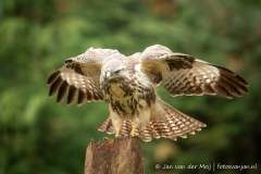 Buizerd