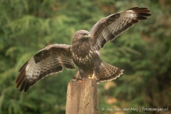 Buizerd
