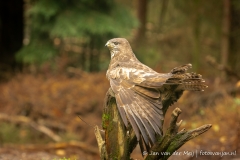 Buizerd