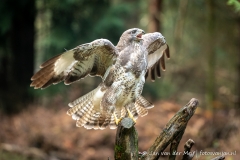 Buizerd