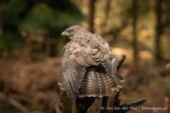 Buizerd