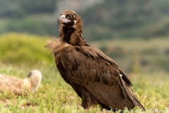 Monk Vulture