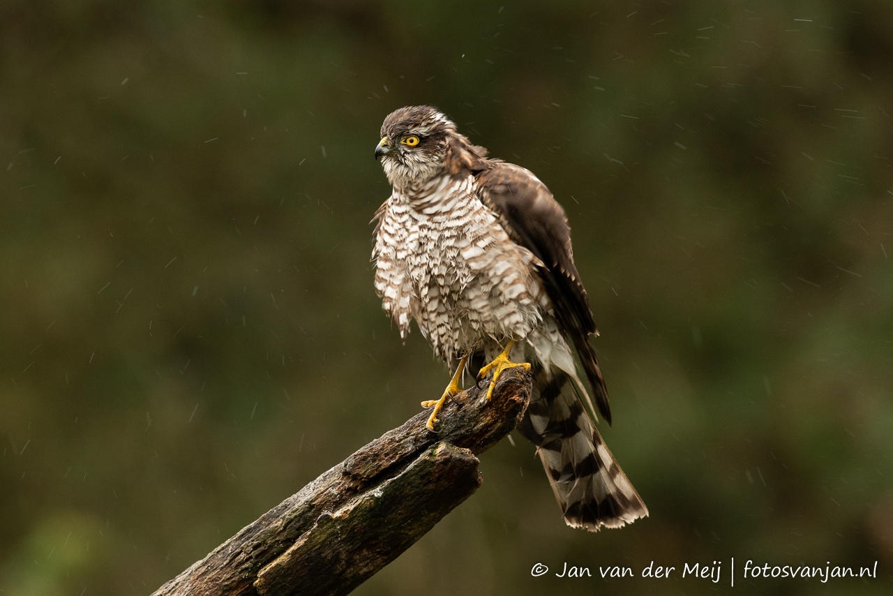 Sperwer (Eurasian Sparrowhawk, Accipiter nisus) - Nederland (Sallandse Heuvelrug)