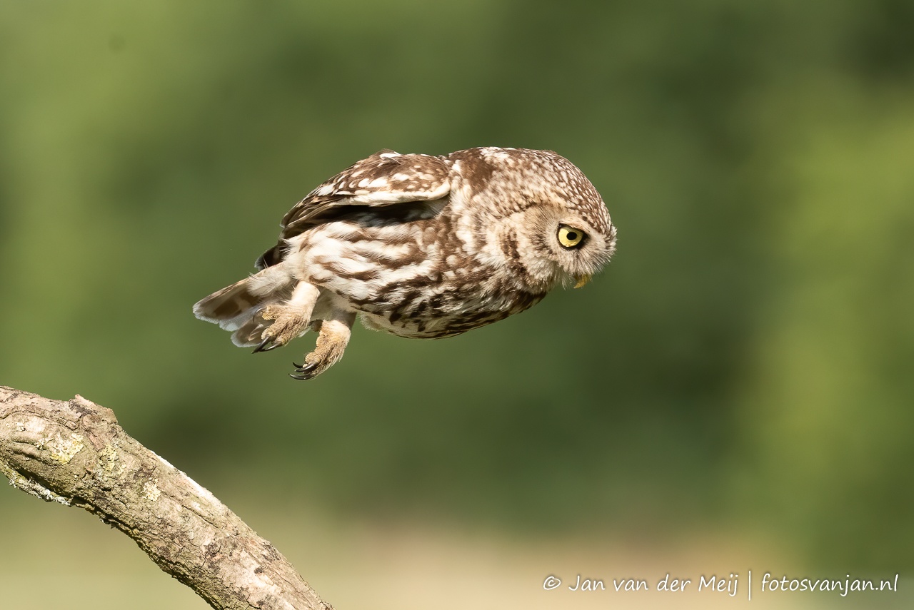 Steenuil (Little Owl, Athene vidalii) - 2. de sprong