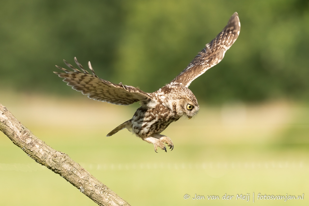 Steenuil (Little Owl, Athene vidalii) - 3. de vleugels uitgeslagen