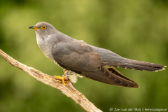 Koekoek,Ormož Slovenia,dieren,foto-locaties,natuur,vogels