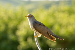 Koekoek,Ormož Slovenia,dieren,foto-locaties,natuur,vogels