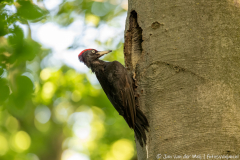 Ormož Slovenia,Zwarte Specht,dieren,foto-locaties,natuur,vogels