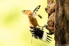 Hop,Ormož Slovenia,dieren,foto-locaties,natuur,vogels