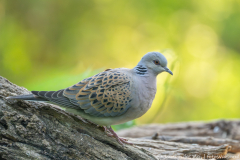Ormož Slovenia,Zomertortel,dieren,foto-locaties,natuur,vogels