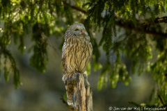 Koroška Slovenia,Oeraluil,Uilen,dieren,foto-locaties,natuur,vogels