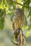 Koroška Slovenia,Oeraluil,Uilen,dieren,foto-locaties,natuur,vogels