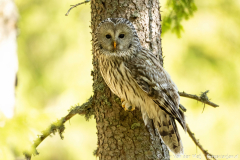 Koroška Slovenia,Oeraluil,Uilen,dieren,foto-locaties,natuur,vogels