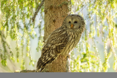 Koroška Slovenia,Oeraluil,Uilen,dieren,foto-locaties,natuur,vogels