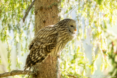 Koroška Slovenia,Oeraluil,Uilen,dieren,foto-locaties,natuur,vogels