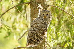 Koroška Slovenia,Oeraluil,Uilen,dieren,foto-locaties,natuur,vogels