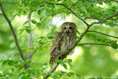 Bosuil,Koroška Slovenia,dieren,foto-locaties,natuur,vogels