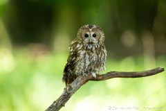 Bosuil,Koroška Slovenia,dieren,foto-locaties,natuur,vogels