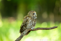 Bosuil,Koroška Slovenia,dieren,foto-locaties,natuur,vogels