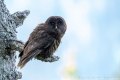 Koroška Slovenia,Oeraluil,Uilen,dieren,foto-locaties,natuur,vogels