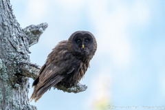 Koroška Slovenia,Oeraluil,Uilen,dieren,foto-locaties,natuur,vogels