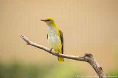 Ormož Slovenia,Wielewaal,dieren,foto-locaties,natuur,vogels