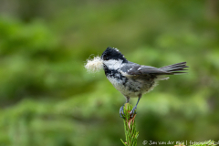 Koroška Slovenia,Zwarte mees,dieren,foto-locaties,natuur,vogels