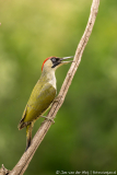 Groene specht,Koroška Slovenia,dieren,foto-locaties,natuur,vogels
