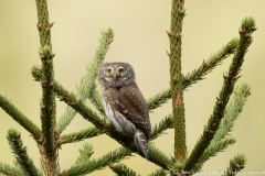 Dwerguil,Koroška Slovenia,Uilen,dieren,foto-locaties,natuur,vogels