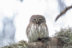 Dwerguil,Koroška Slovenia,Uilen,dieren,foto-locaties,natuur,vogels