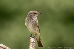 Grauwe vliegenvanger,Ormož Slovenia,dieren,foto-locaties,natuur,vogels