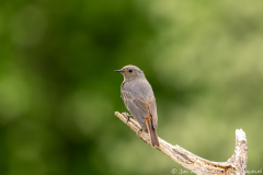 Koroška Slovenia,Zwarte roodstaart,dieren,foto-locaties,natuur,vogels