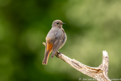 Koroška Slovenia,Zwarte roodstaart,dieren,foto-locaties,natuur,vogels
